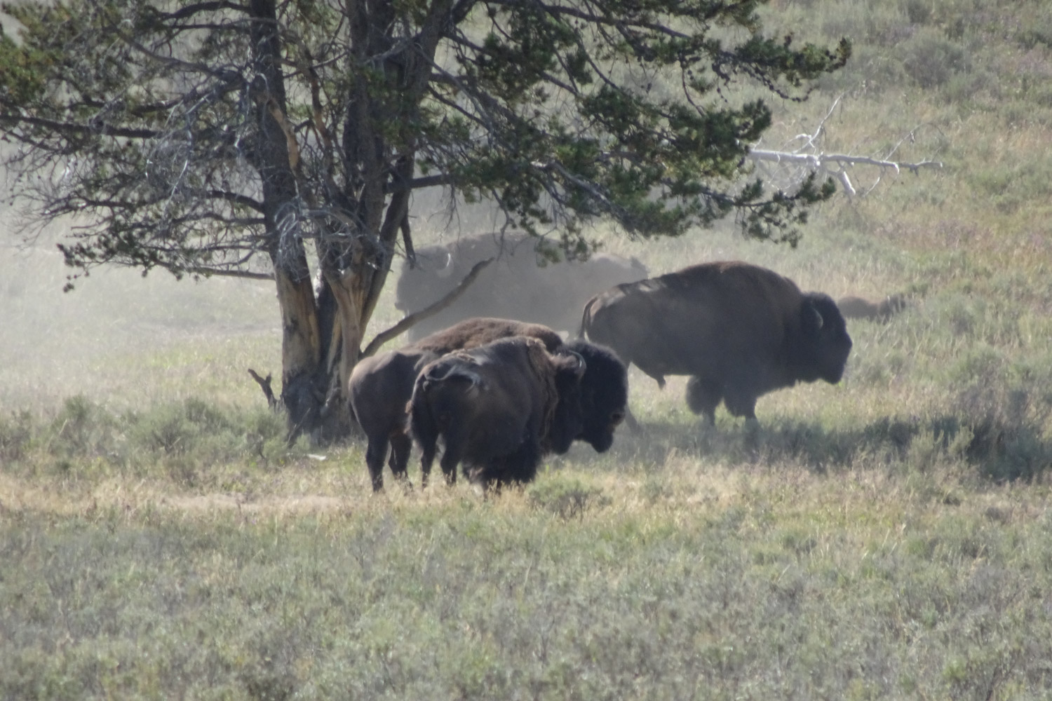 Destination-le-Wyoming-ou-rouler-sur-les-traces-de-Buffalo-Bill